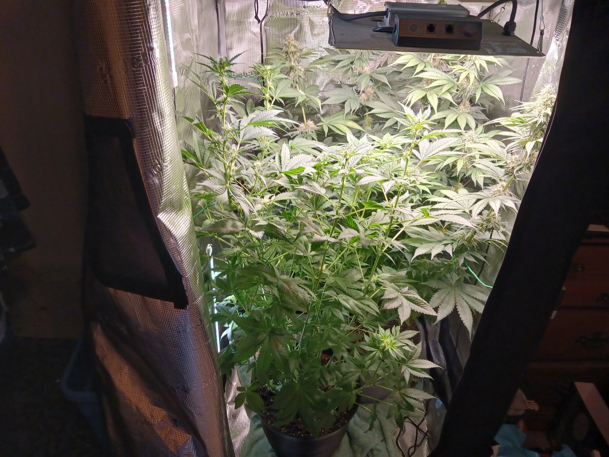bbs-grow-diaries/blimburnseeds-com/user-52621/22a8db65ad07c80b