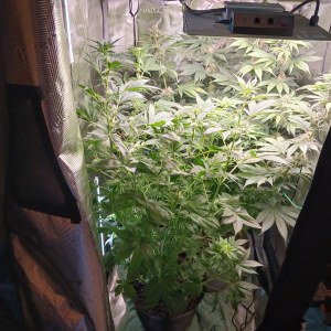 bbs-grow-diaries/blimburnseeds-com/user-52621/22a8db65ad07c80b