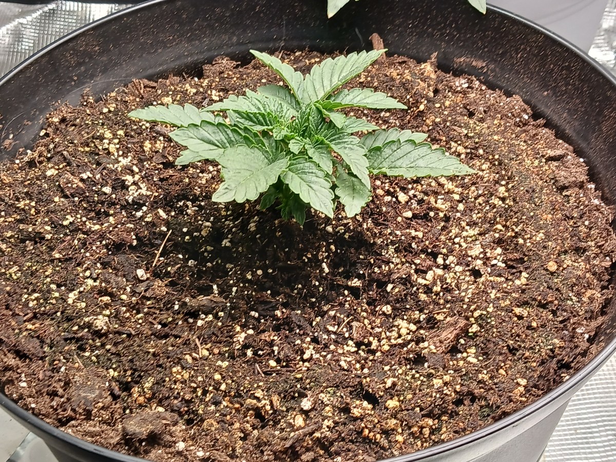 bbs-grow-diaries/blimburnseeds-com/user-52621/22afd4296780971e
