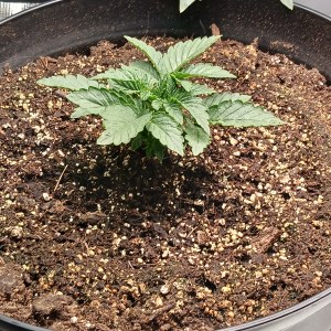 bbs-grow-diaries/blimburnseeds-com/user-52621/22afd4296780971e