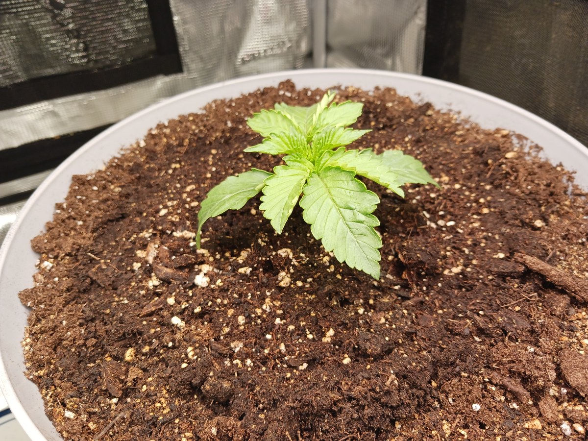 bbs-grow-diaries/blimburnseeds-com/user-52621/24987f107d6ae46d
