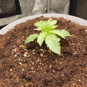 bbs-grow-diaries/blimburnseeds-com/user-52621/24987f107d6ae46d