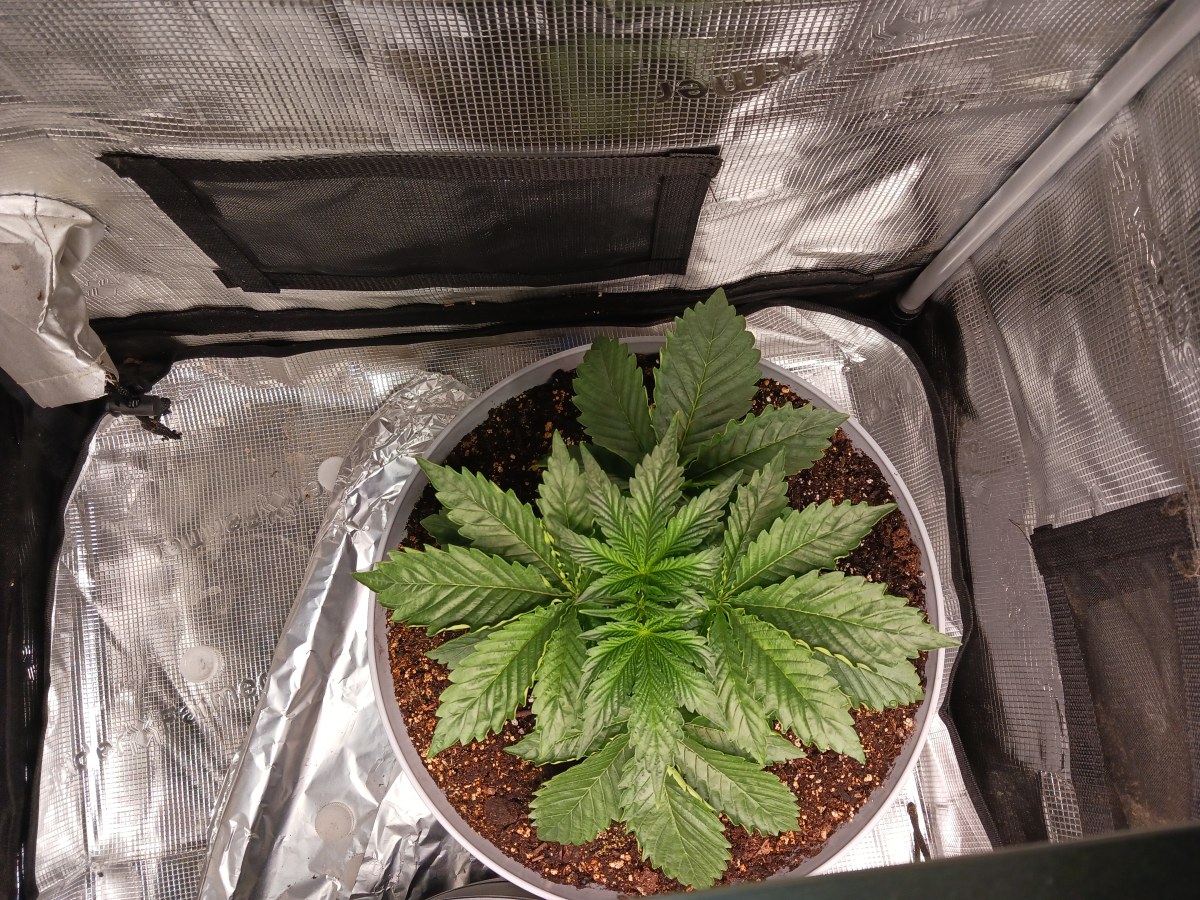 bbs-grow-diaries/blimburnseeds-com/user-52621/2a21304b4f9e3ff3