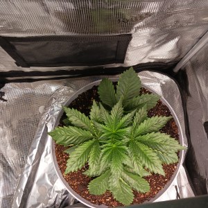 bbs-grow-diaries/blimburnseeds-com/user-52621/2a21304b4f9e3ff3