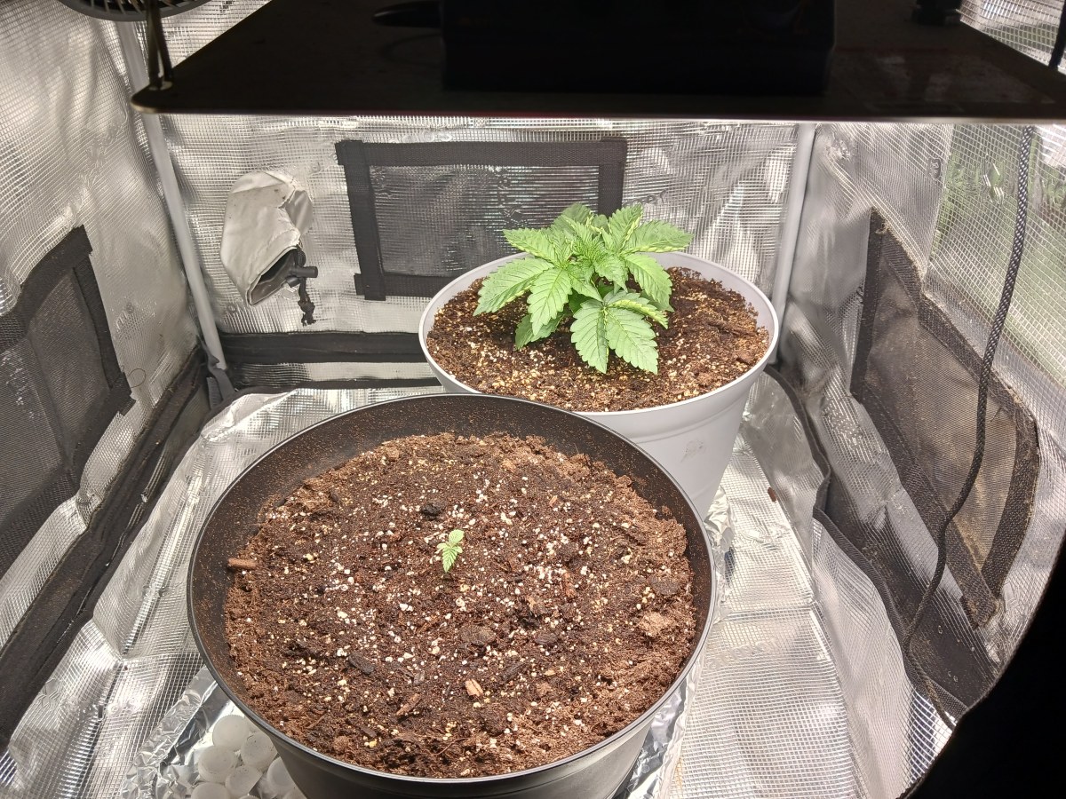 bbs-grow-diaries/blimburnseeds-com/user-52621/2a781f9804334df5