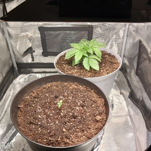bbs-grow-diaries/blimburnseeds-com/user-52621/2a781f9804334df5