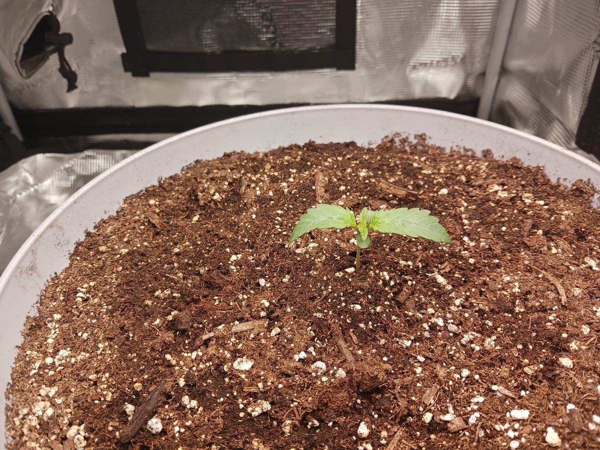 bbs-grow-diaries/blimburnseeds-com/user-52621/2a9ab1ebb5759c87