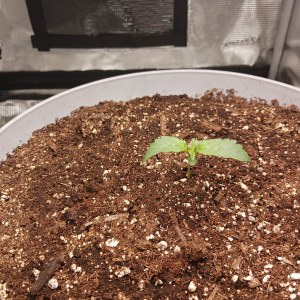 bbs-grow-diaries/blimburnseeds-com/user-52621/2a9ab1ebb5759c87
