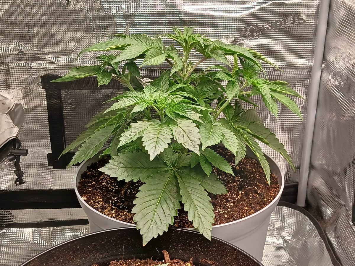 bbs-grow-diaries/blimburnseeds-com/user-52621/2e8f12ef23ff1d28