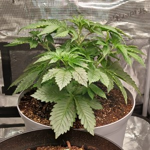 bbs-grow-diaries/blimburnseeds-com/user-52621/2e8f12ef23ff1d28