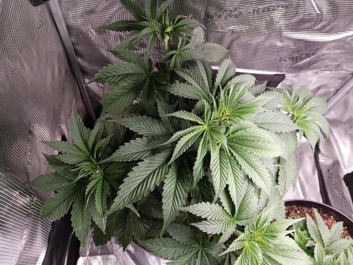 bbs-grow-diaries/blimburnseeds-com/user-52621/373b62e00aa2e659