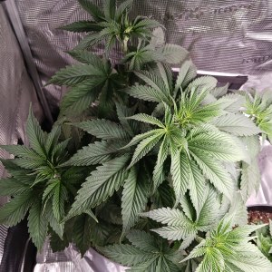 bbs-grow-diaries/blimburnseeds-com/user-52621/373b62e00aa2e659