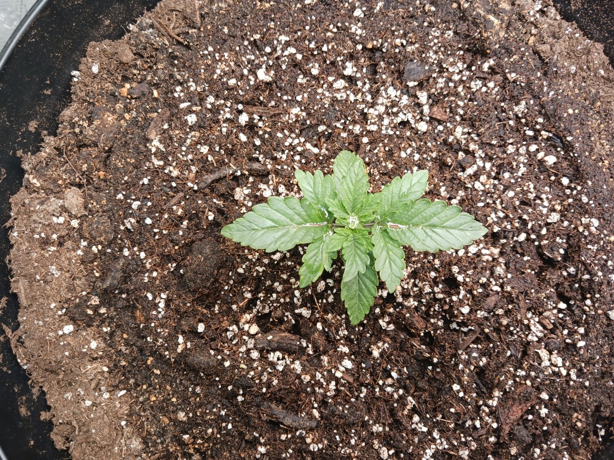 bbs-grow-diaries/blimburnseeds-com/user-52621/3ab9722cd616e982