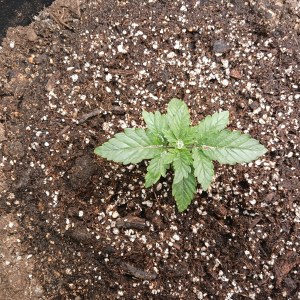 bbs-grow-diaries/blimburnseeds-com/user-52621/3ab9722cd616e982