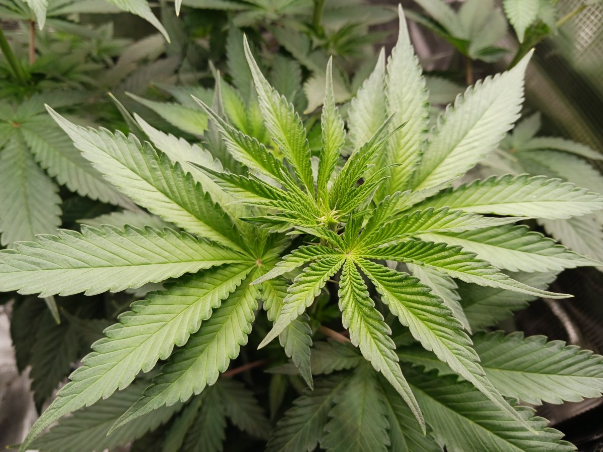 bbs-grow-diaries/blimburnseeds-com/user-52621/3cc13cae4db284d9
