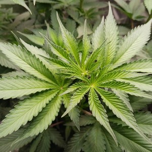 bbs-grow-diaries/blimburnseeds-com/user-52621/3cc13cae4db284d9