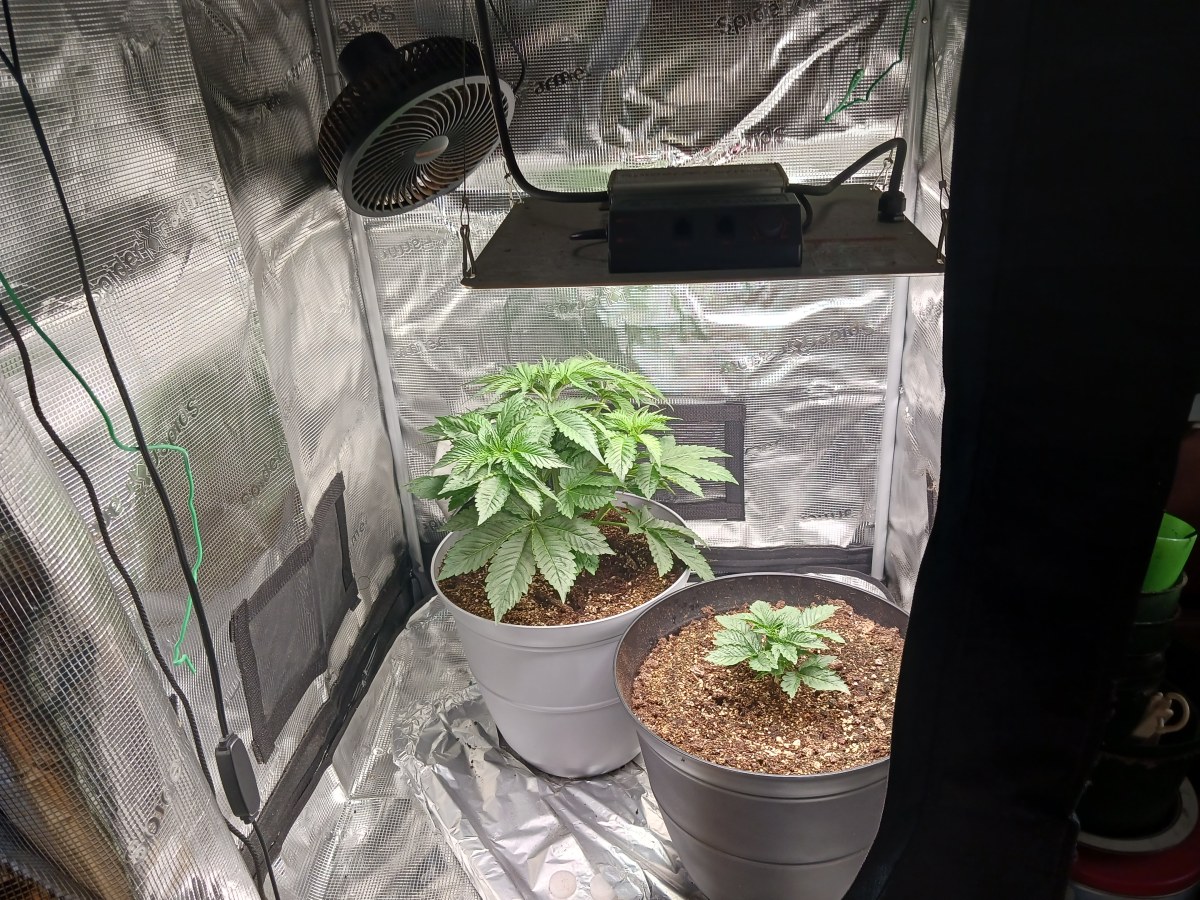 bbs-grow-diaries/blimburnseeds-com/user-52621/48a2ea692a372666