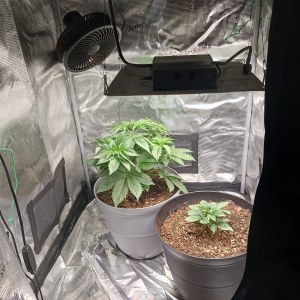 bbs-grow-diaries/blimburnseeds-com/user-52621/48a2ea692a372666