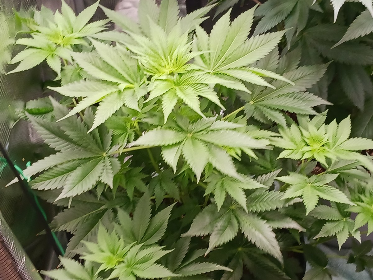 bbs-grow-diaries/blimburnseeds-com/user-52621/493fcc943423e098