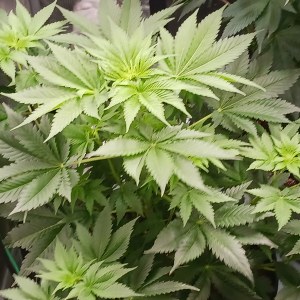 bbs-grow-diaries/blimburnseeds-com/user-52621/493fcc943423e098