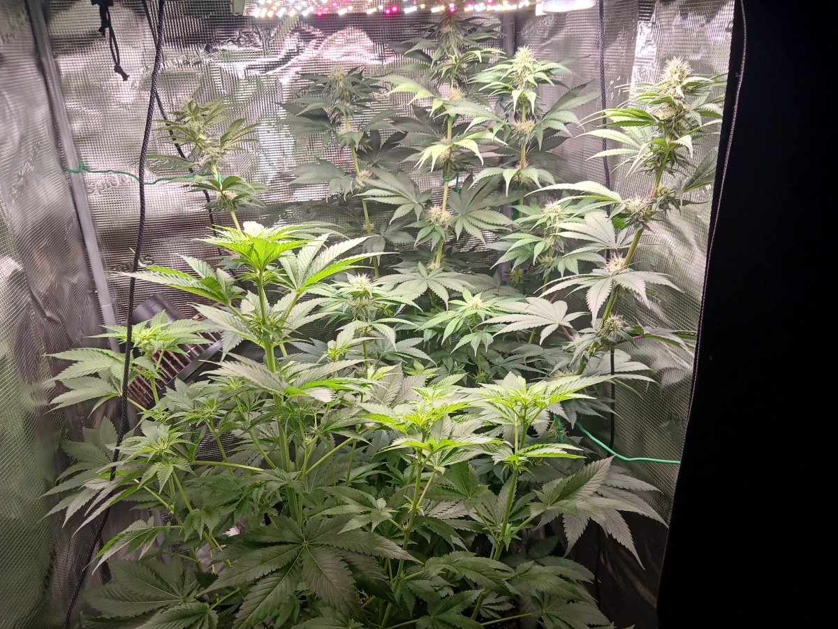bbs-grow-diaries/blimburnseeds-com/user-52621/5176ad6b059a4e42