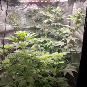 bbs-grow-diaries/blimburnseeds-com/user-52621/5176ad6b059a4e42