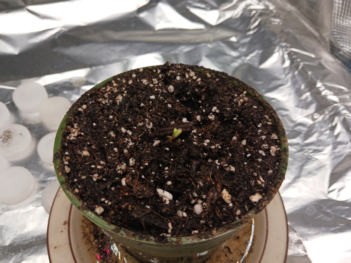 bbs-grow-diaries/blimburnseeds-com/user-52621/52a37a49d950506e