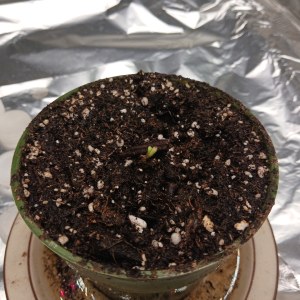 bbs-grow-diaries/blimburnseeds-com/user-52621/52a37a49d950506e
