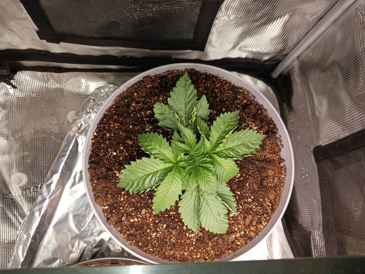 bbs-grow-diaries/blimburnseeds-com/user-52621/583c81005049acd3