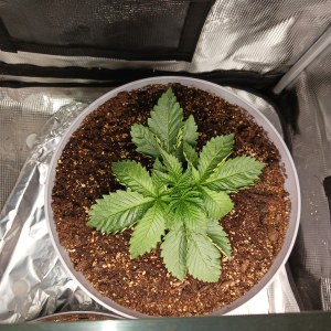 bbs-grow-diaries/blimburnseeds-com/user-52621/583c81005049acd3