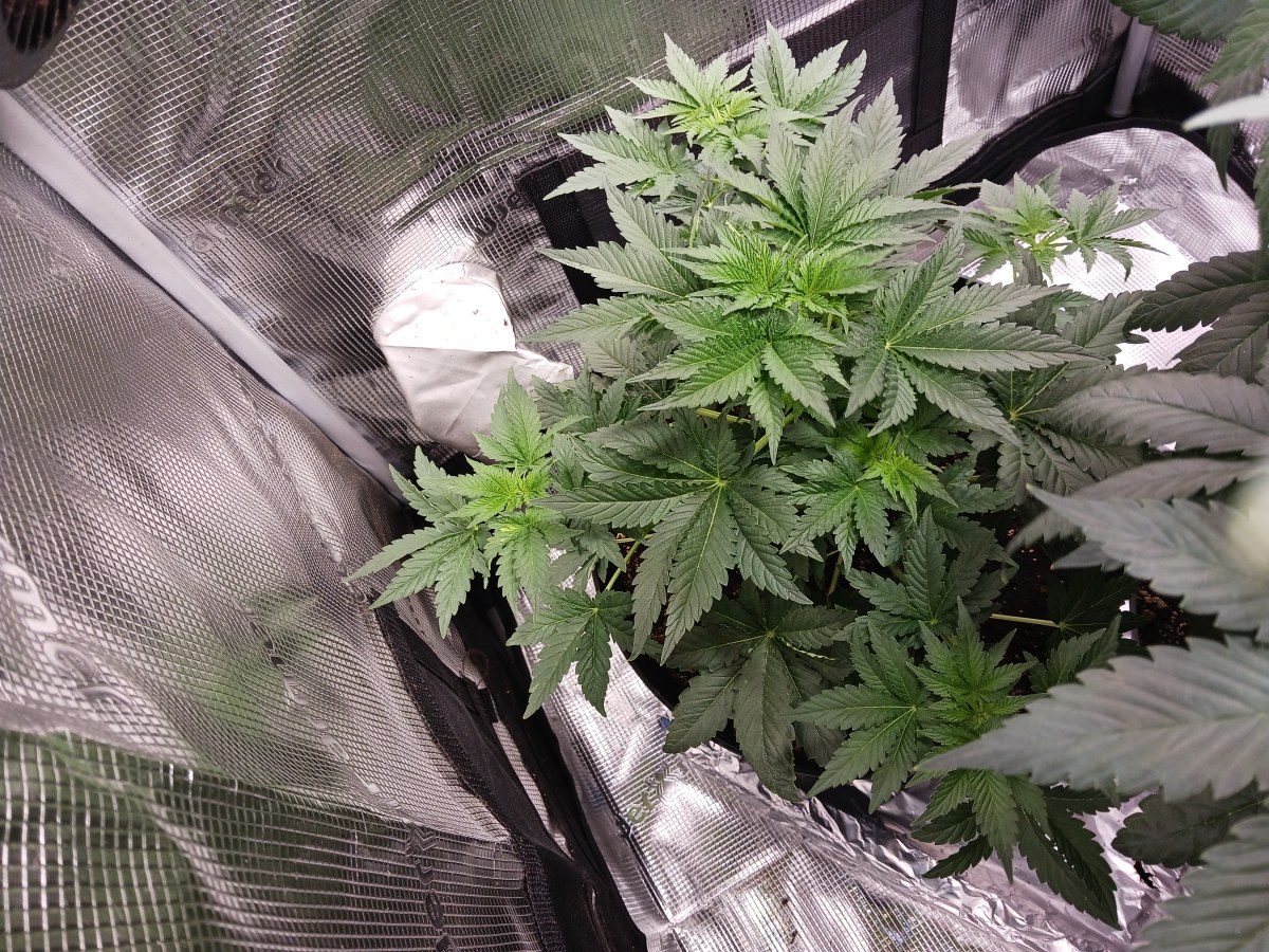 bbs-grow-diaries/blimburnseeds-com/user-52621/5a343b134bd806e7