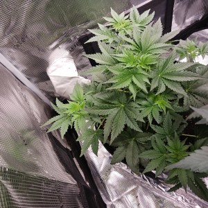 bbs-grow-diaries/blimburnseeds-com/user-52621/5a343b134bd806e7