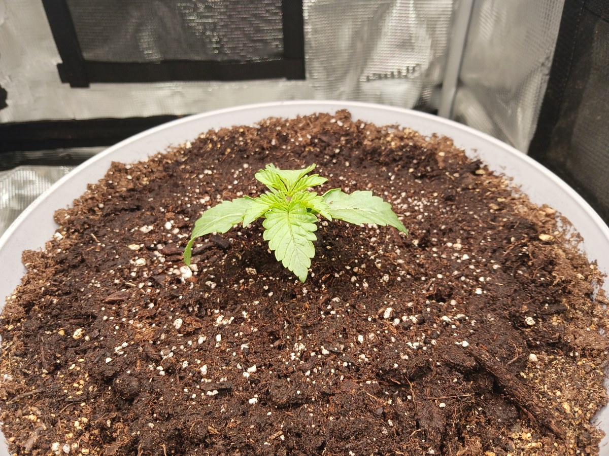 bbs-grow-diaries/blimburnseeds-com/user-52621/5a5e27e5f503a2c6