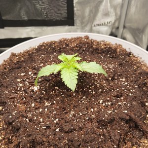 bbs-grow-diaries/blimburnseeds-com/user-52621/5a5e27e5f503a2c6