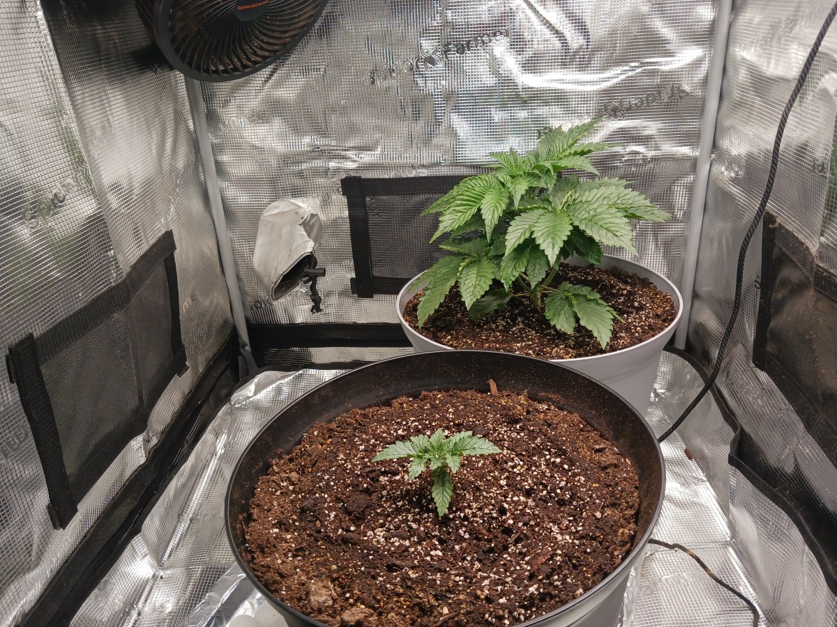bbs-grow-diaries/blimburnseeds-com/user-52621/5b431032ed3d4e69