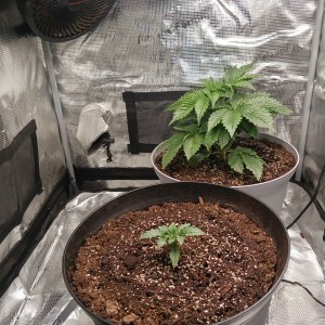 bbs-grow-diaries/blimburnseeds-com/user-52621/5b431032ed3d4e69