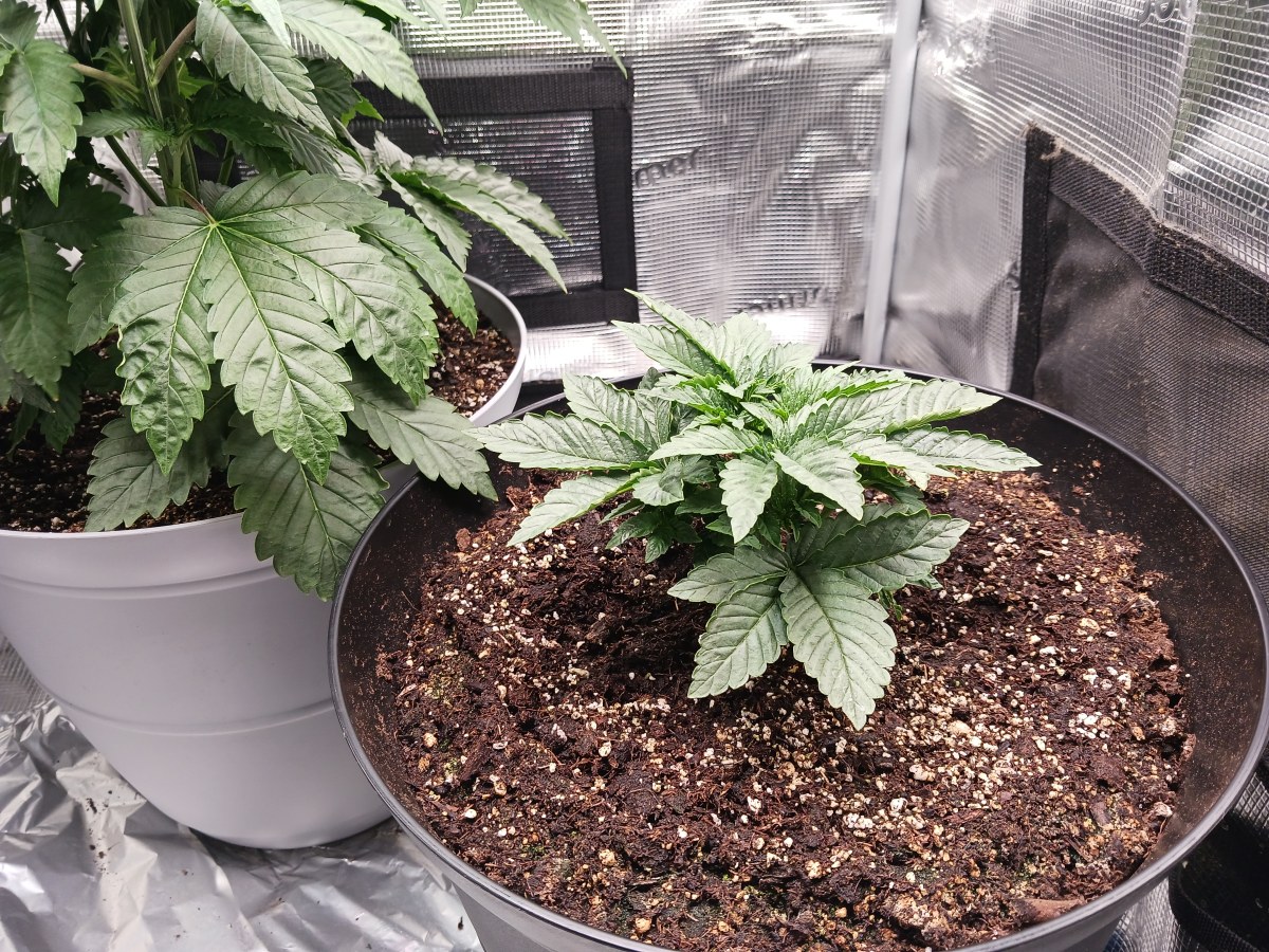 bbs-grow-diaries/blimburnseeds-com/user-52621/5c00fd7ec7dc92d5