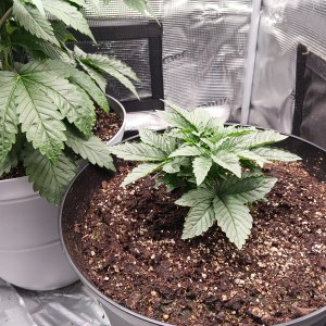 bbs-grow-diaries/blimburnseeds-com/user-52621/5c00fd7ec7dc92d5