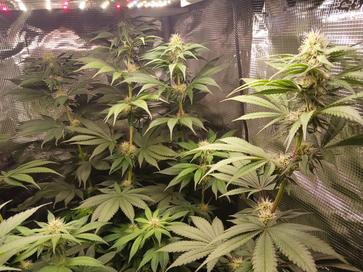bbs-grow-diaries/blimburnseeds-com/user-52621/5d26fa2503973143