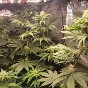 bbs-grow-diaries/blimburnseeds-com/user-52621/5d26fa2503973143