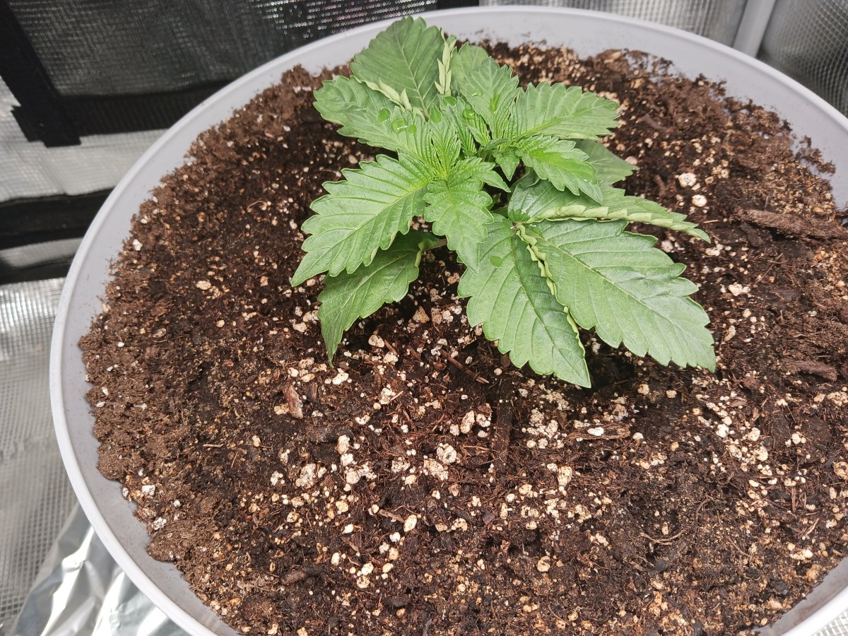 bbs-grow-diaries/blimburnseeds-com/user-52621/61d6006639f47907