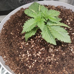 bbs-grow-diaries/blimburnseeds-com/user-52621/61d6006639f47907