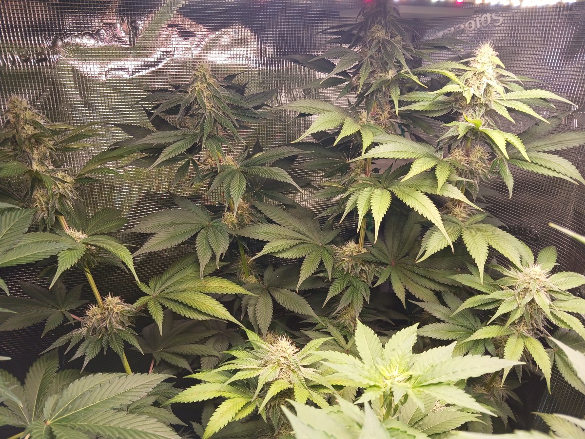 bbs-grow-diaries/blimburnseeds-com/user-52621/69b4c5fb75d46e08