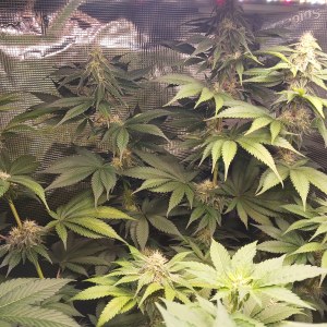 bbs-grow-diaries/blimburnseeds-com/user-52621/69b4c5fb75d46e08