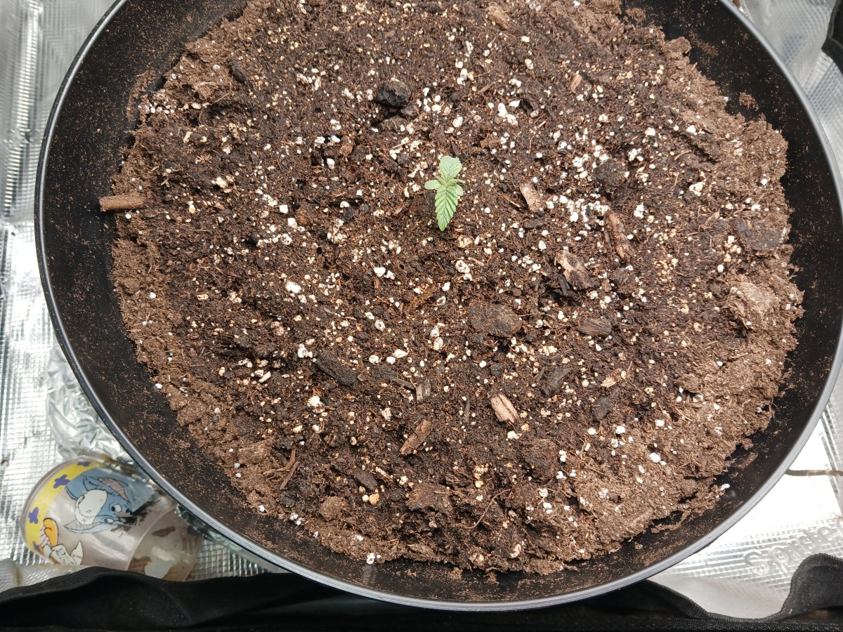 bbs-grow-diaries/blimburnseeds-com/user-52621/707cfef4c67b649a