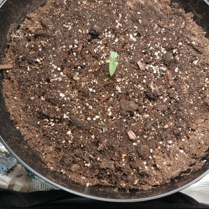 bbs-grow-diaries/blimburnseeds-com/user-52621/707cfef4c67b649a