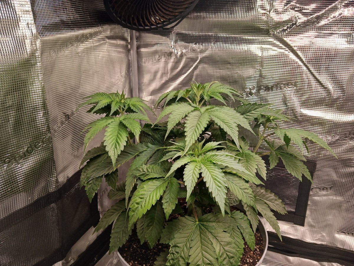 bbs-grow-diaries/blimburnseeds-com/user-52621/728e592024567248