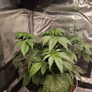 bbs-grow-diaries/blimburnseeds-com/user-52621/728e592024567248