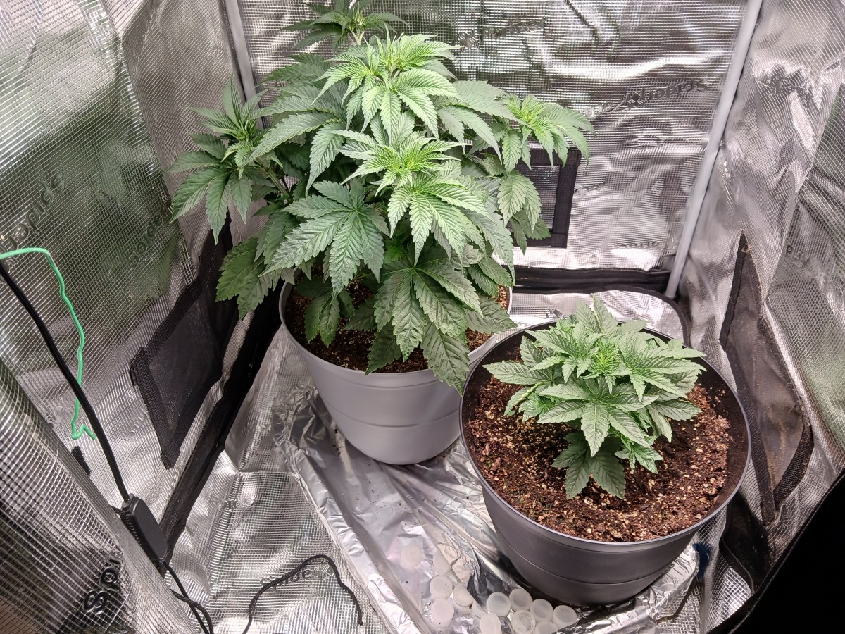 bbs-grow-diaries/blimburnseeds-com/user-52621/74592a15906258d2