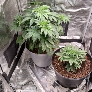 bbs-grow-diaries/blimburnseeds-com/user-52621/74592a15906258d2